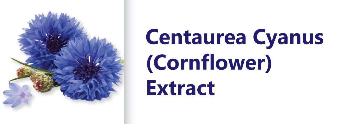 Centaurea